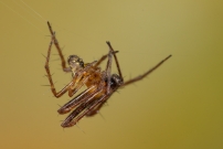 *(17800) La Diodie tte de mort. Un mle (Araneae - Araneidae - Zilla diodia)